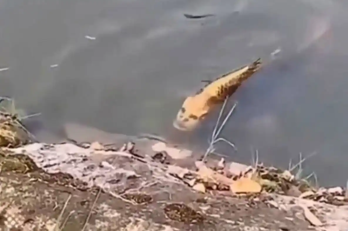 El pez con rostro humano que asusta a todos en las redes de manera viral