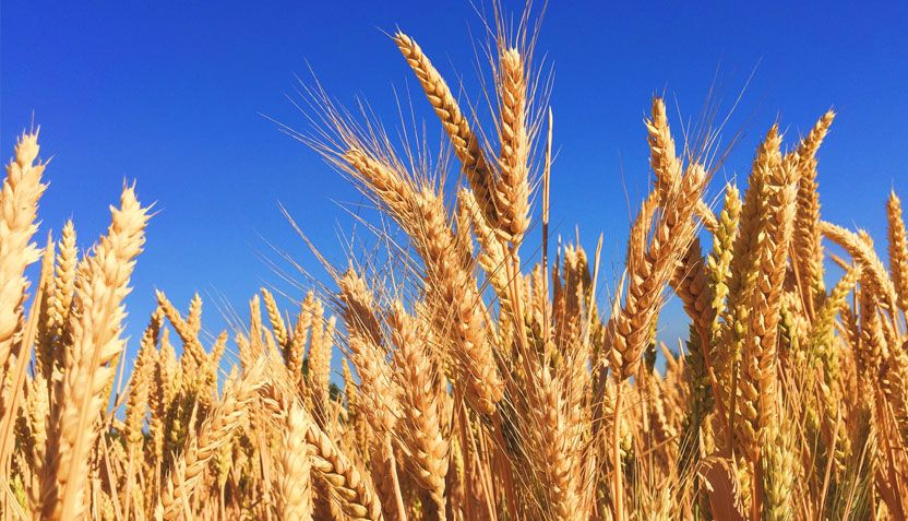 Se busca subsidiar a los molinos y contener el aumento en el precio del pan.