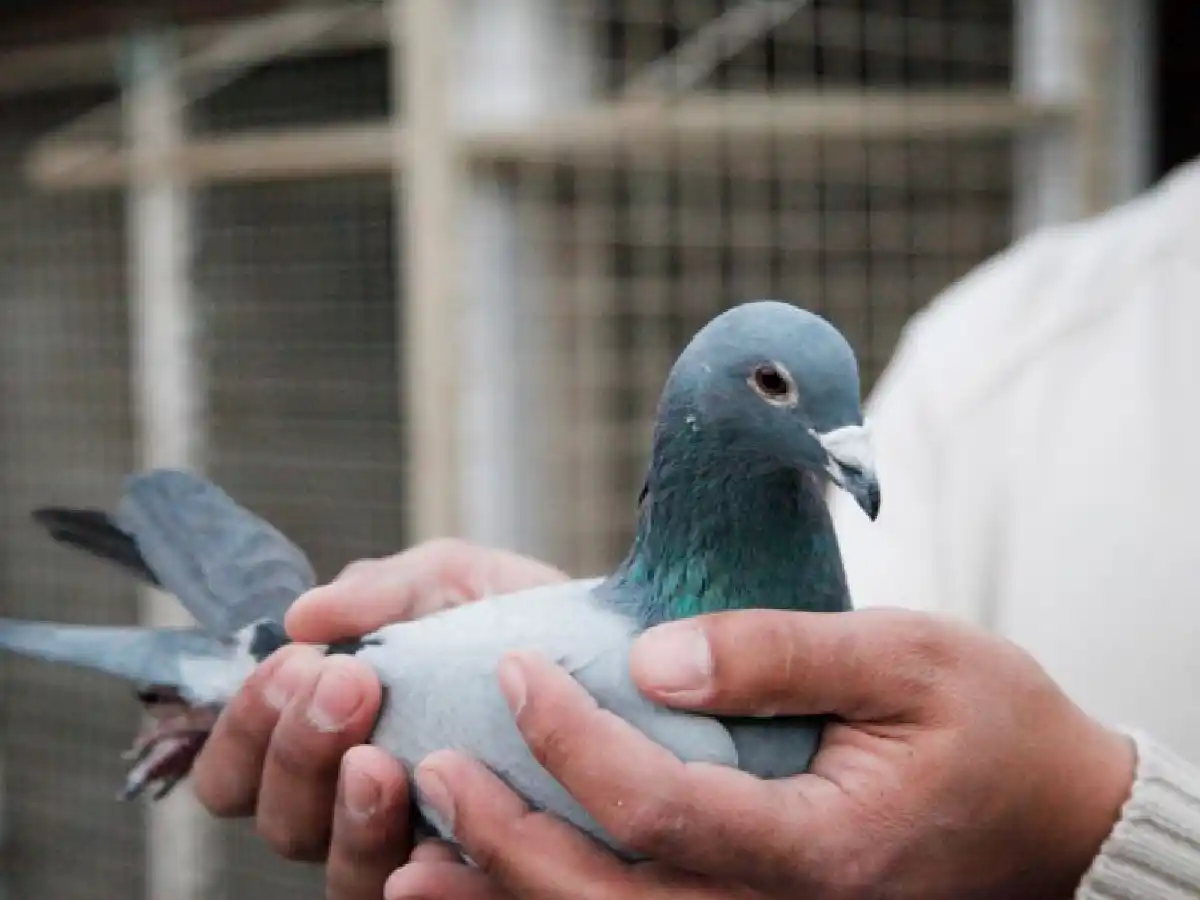 El Pola festejó  con los pichones