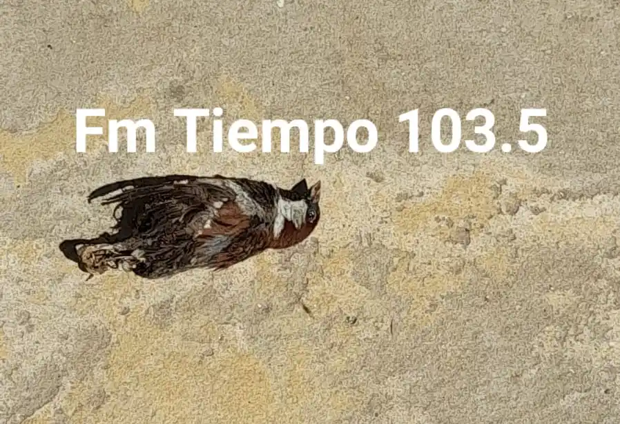 Un ave dejó sin luz a 1300 vecinos de Baradero