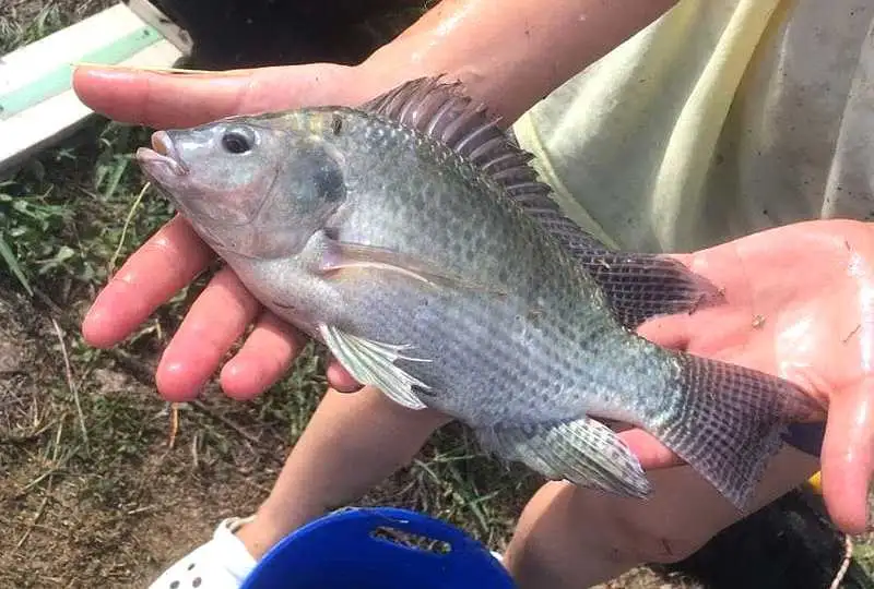 Segunda cosecha de tilapias de la UNaF en el territorio