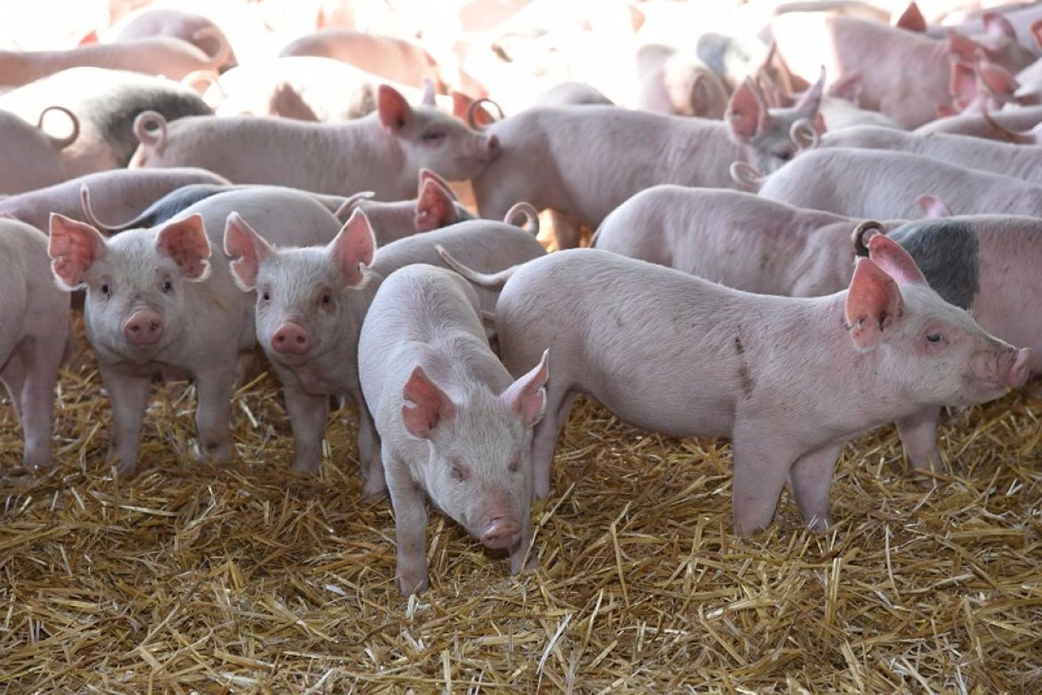 Otro año de crecimiento de la producción porcina entrerriana