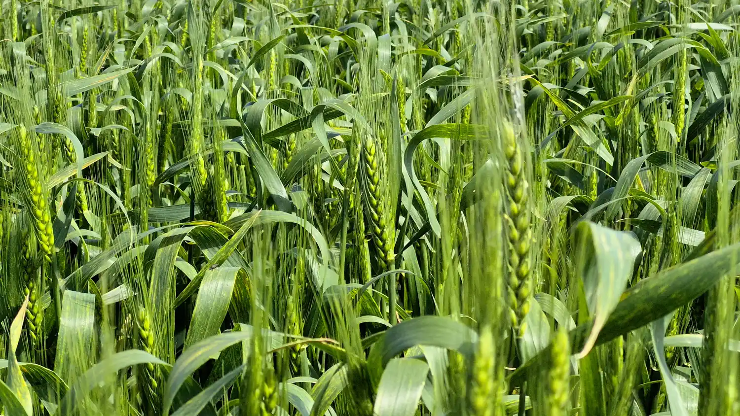 trigo nidera noviembre