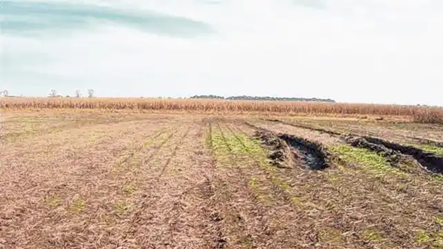 Cómo reducir la compactación del suelo en sistemas mixtos