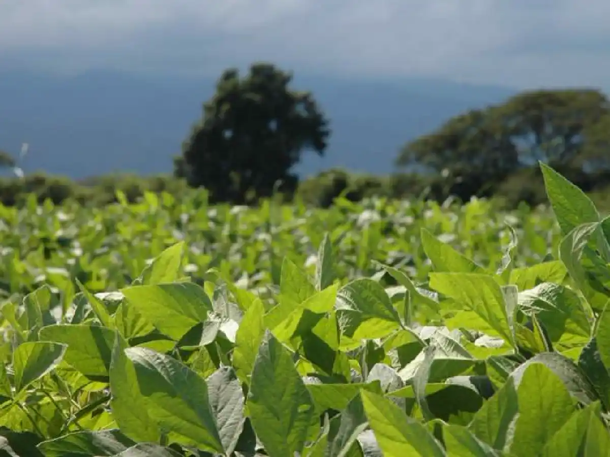 Soja: por las lluvias de diciembre podrían perderse entre 100.000 y 150.000 hectáreas 