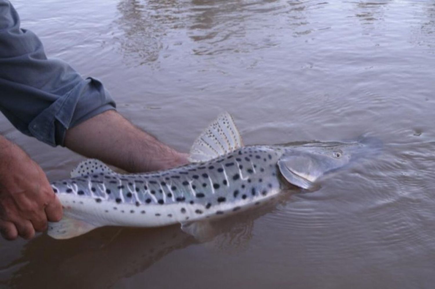 Rige la veda de pesca del Surubí