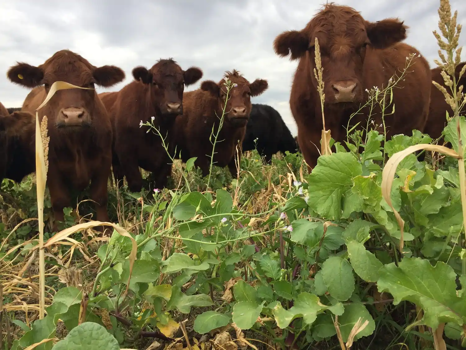 Mapean 80 experiencias agroecológicas en todo el país