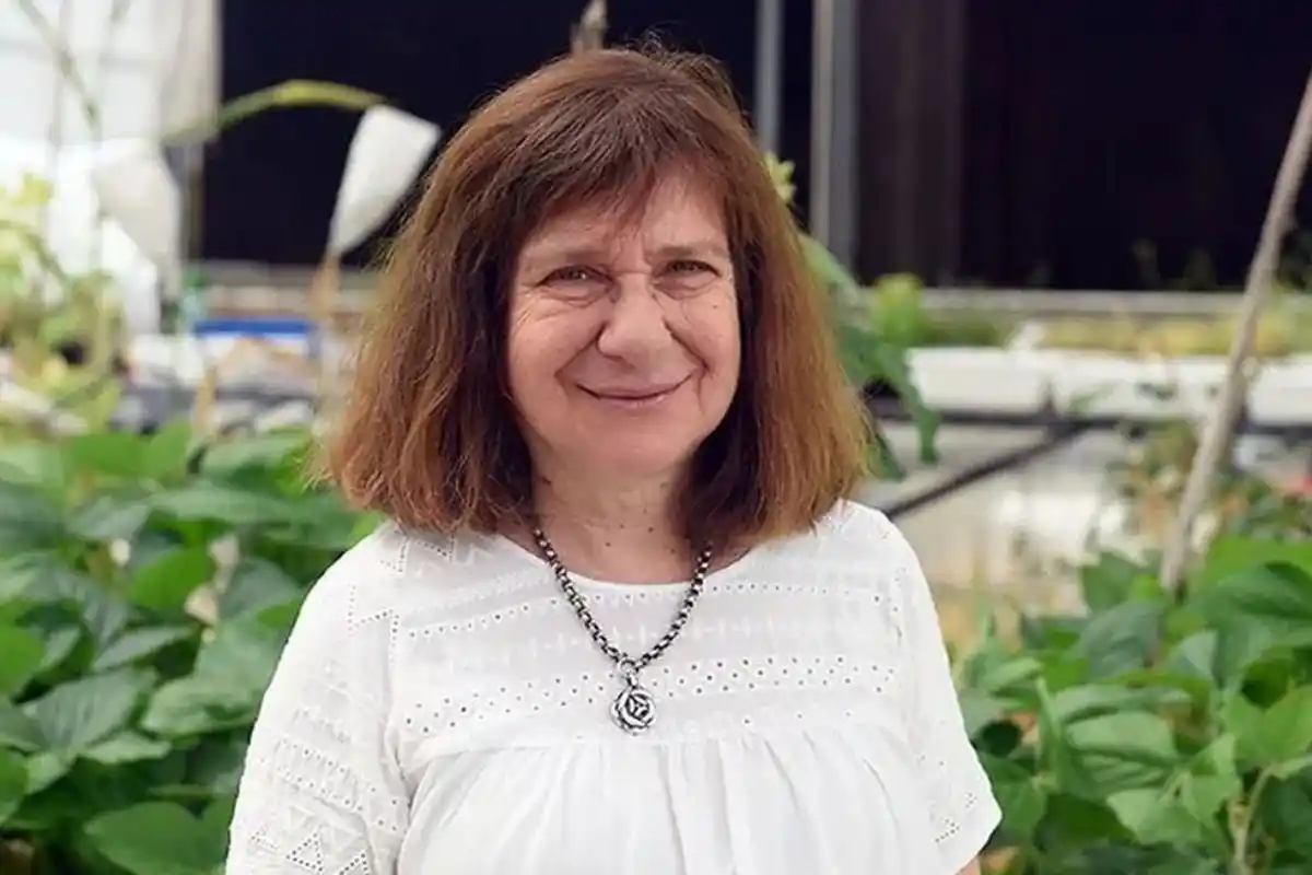 El trigo resistente a sequía fue desarrollado en la Argentina por la doctora Raquel Chan.