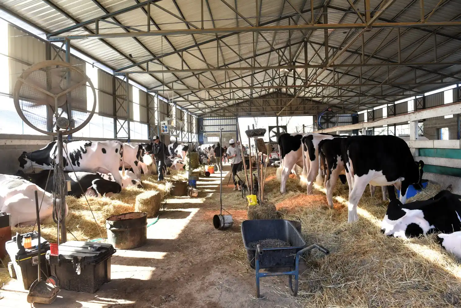 Los mejores ejemplares del país ya están en el predio ruralista a la espera de la jura