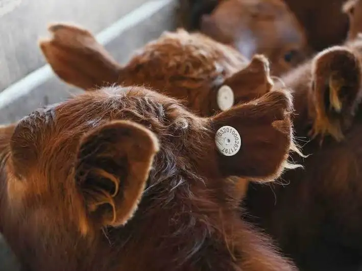 El Senasa oficializó el nuevo sistema de
identificación electrónica de animales