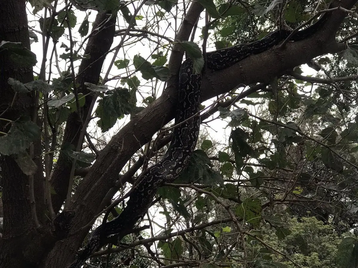 "Pero que lindo pajari...QUÉ": un vecino de la región miró hacia el árbol y se llevó una "larga" sorpresa