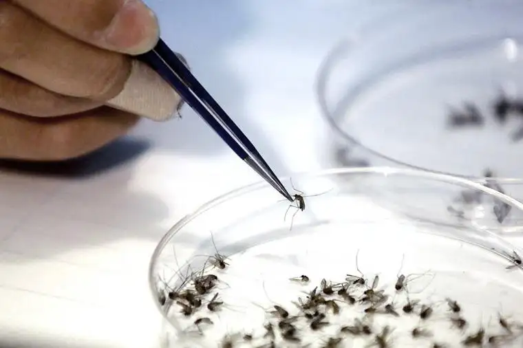 Argentina invertirá en el desarrollo de una vacuna contra el Zika