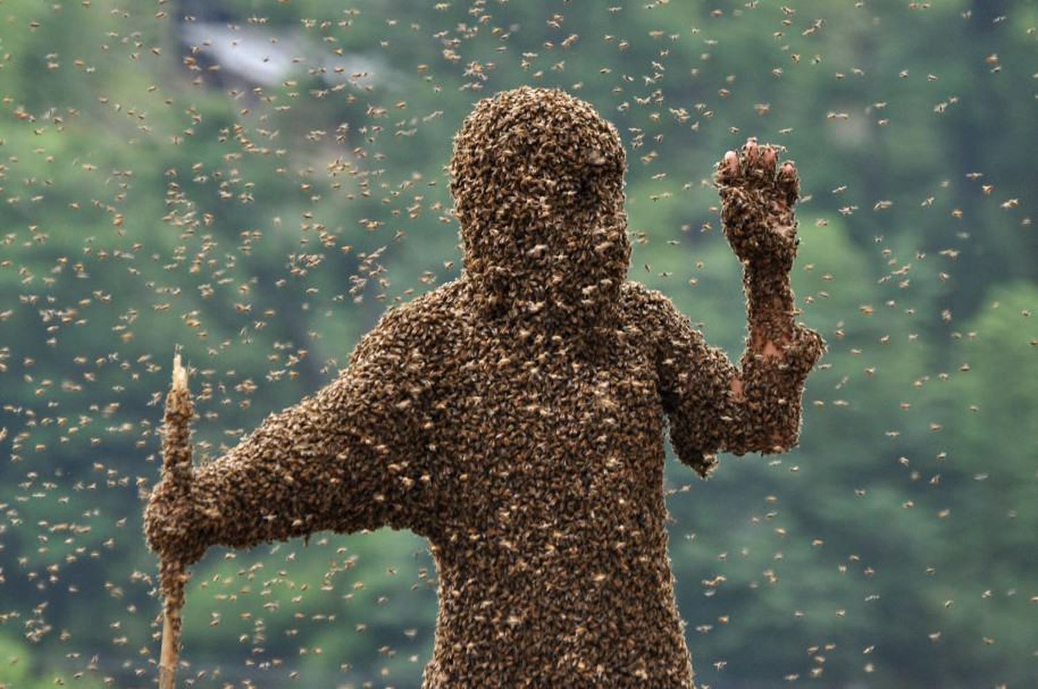 ¡TERRIBLE! Anciano murió tras masivo ataque de abejas