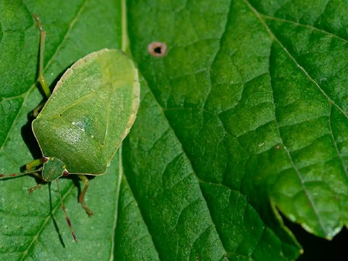 Investigadores del Conicet avanzan en control de la chinche verde en soja y maíz