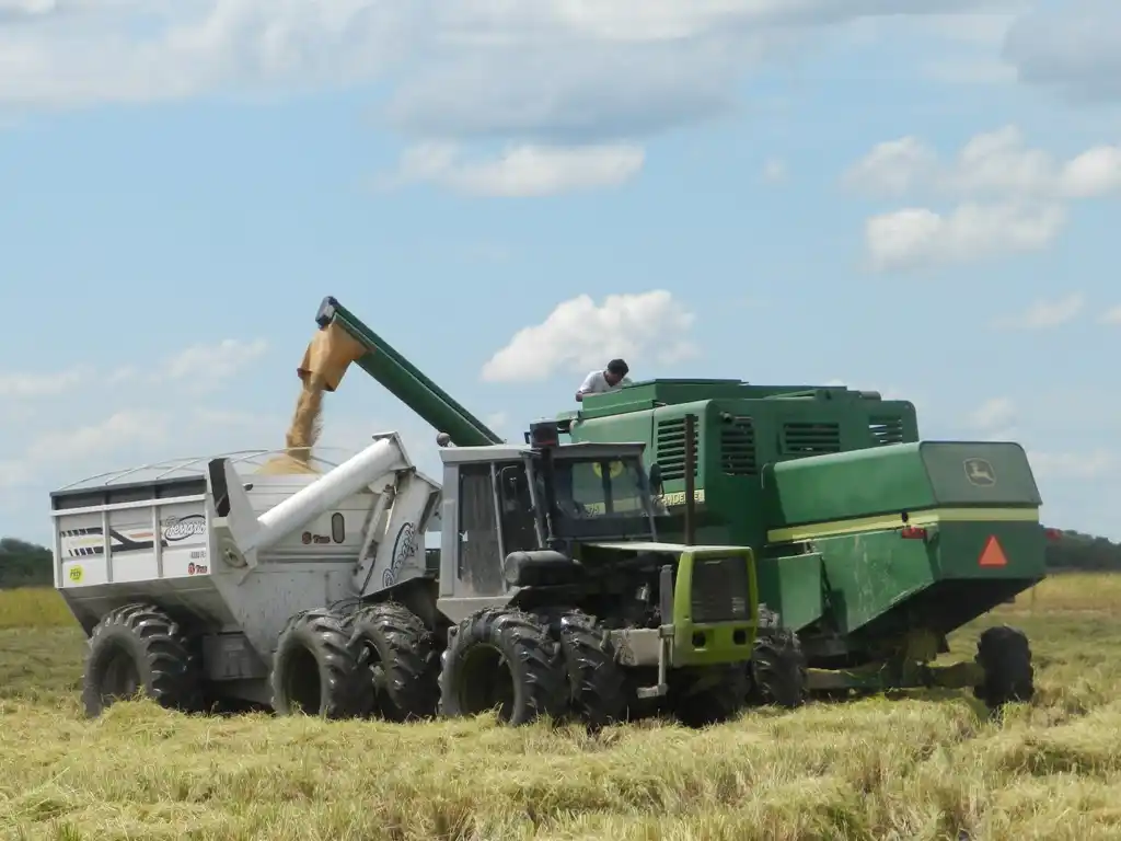 Radiografía de la campaña arrocera: esta vez La Niña no fue tan buena