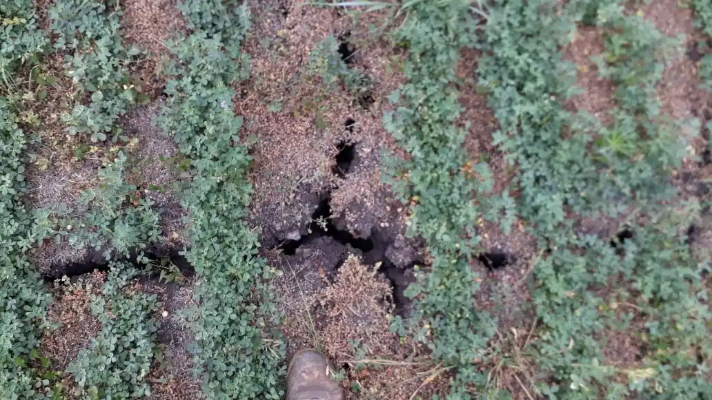 La sequía pone en jaque a la producción entrerriana