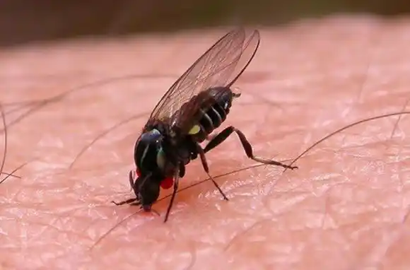 "Polvorines", el pequeño insecto que trajo el calor