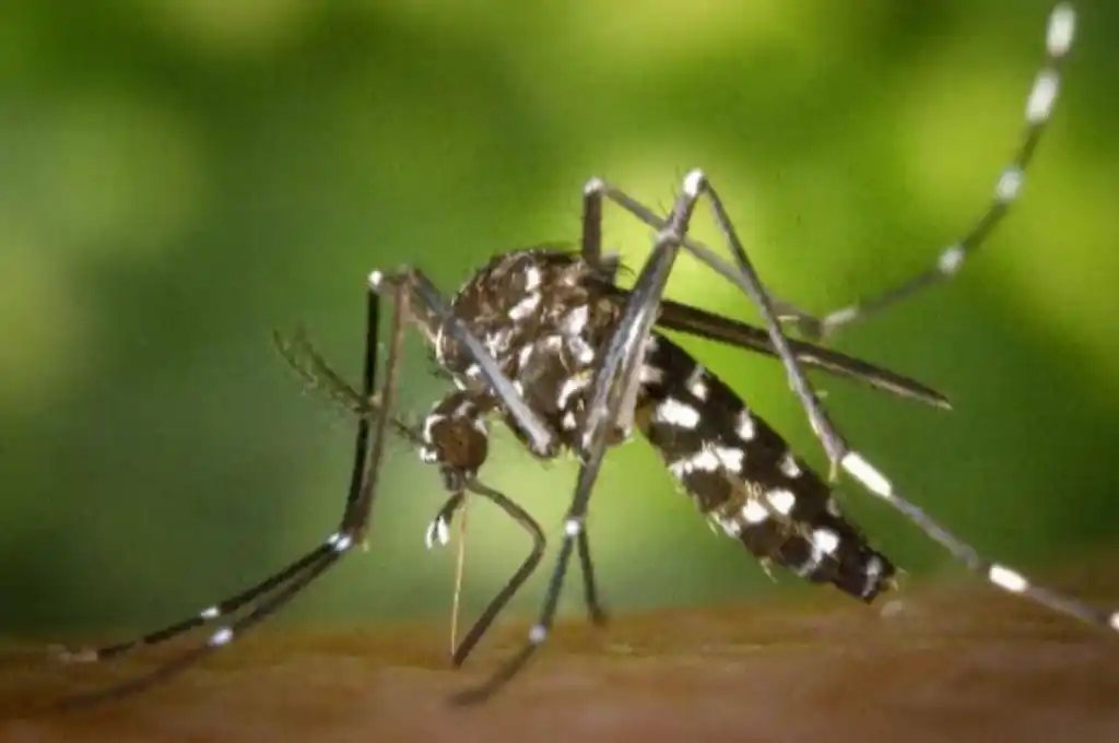 Un brote de chikungunya en Paraguay activó las alarmas sanitarias en Argentina y Brasil