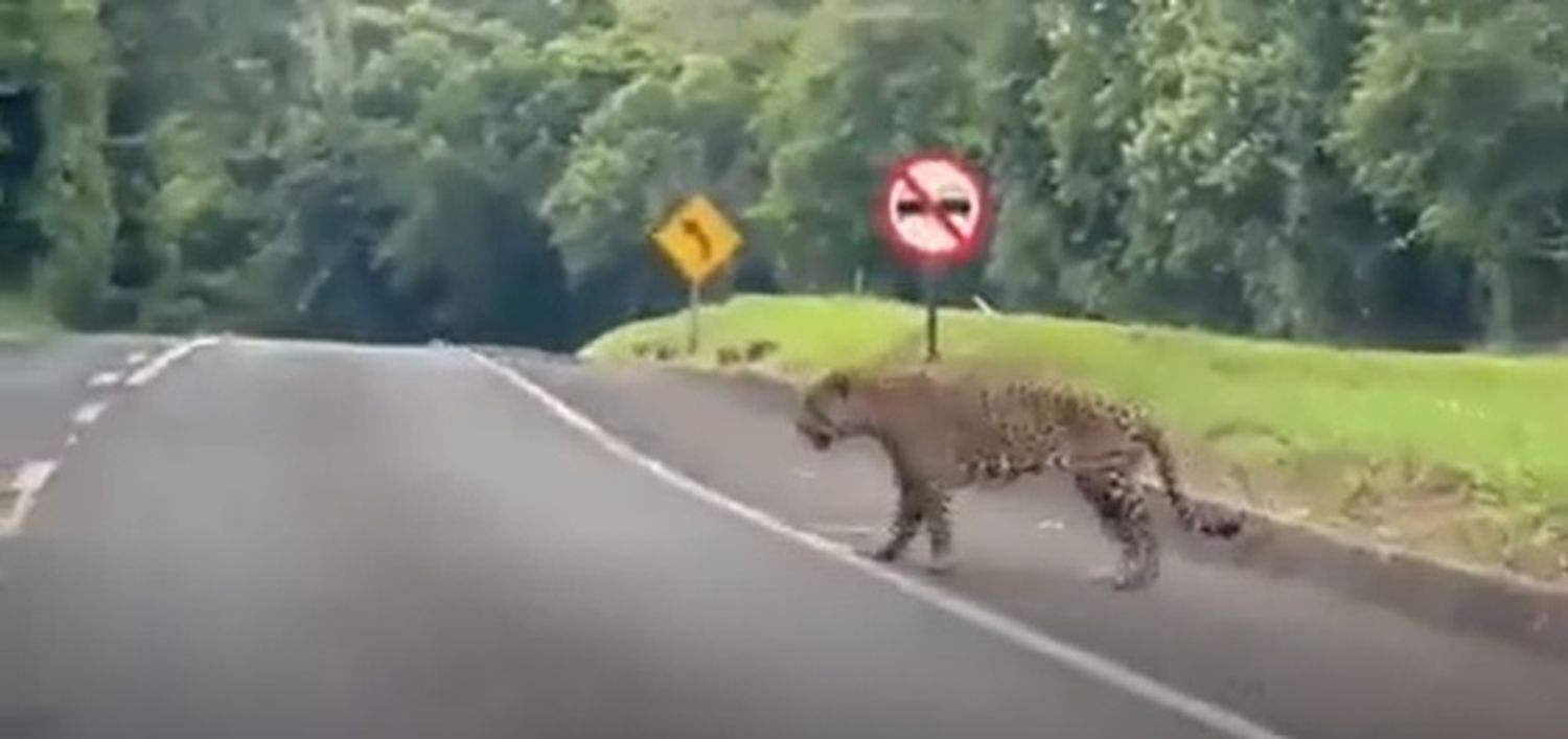 Turistas grabaron a un yaguareté cruzando un camino en las Cataratas del Iguazú