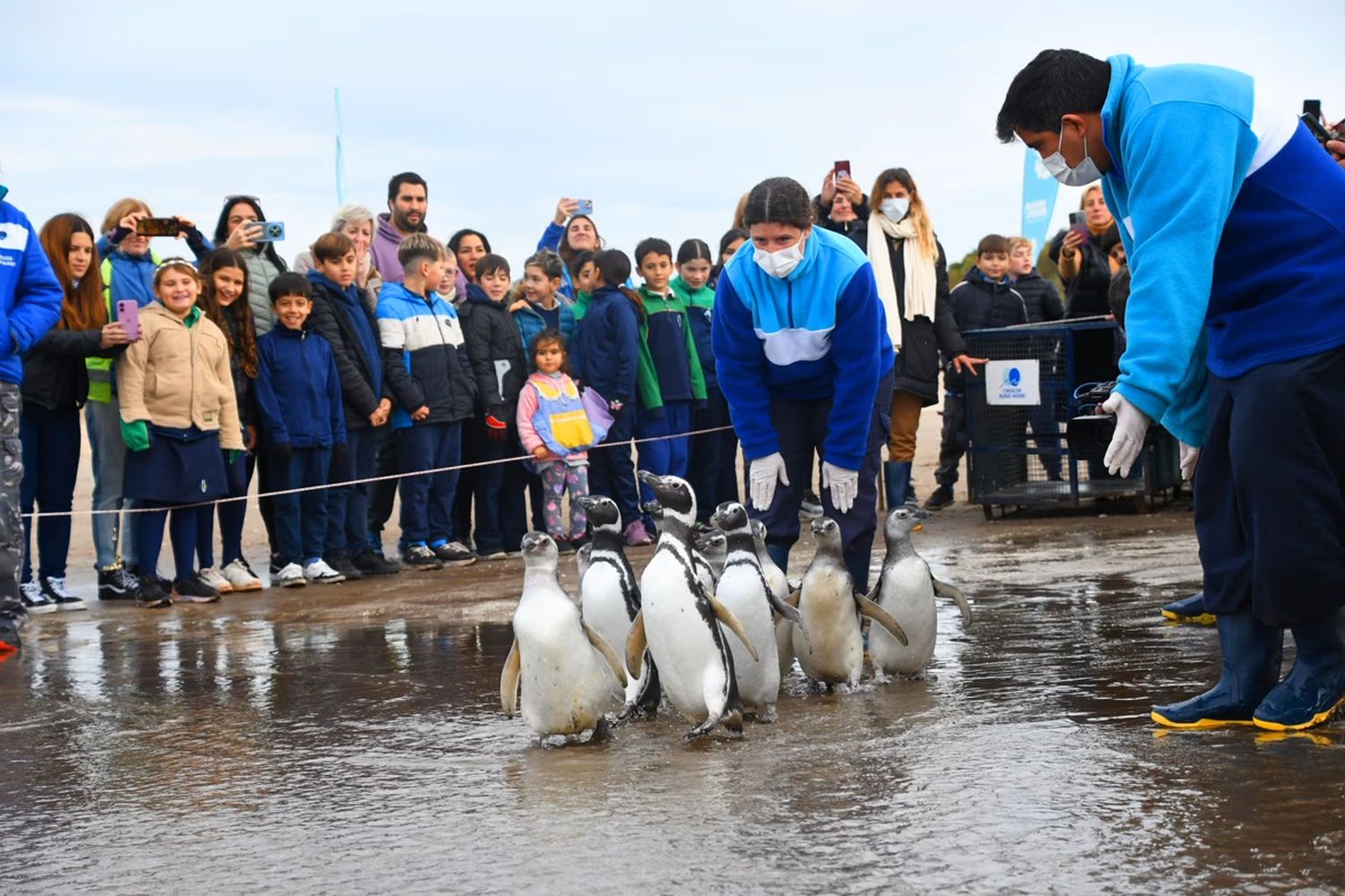 pingüinos - San Clemente del Tuyú