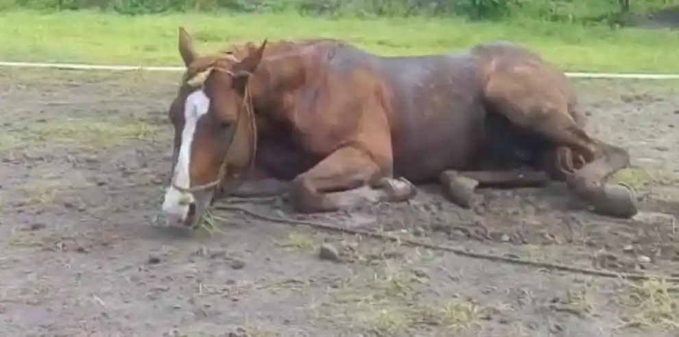 El estudio se realizará en humanos y animales.