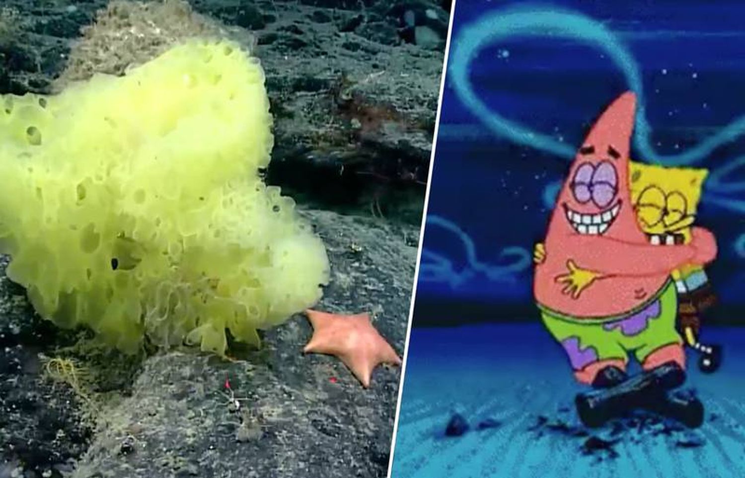Científicos encuentran a Bob Esponja y Patricio Estrella en la vida real