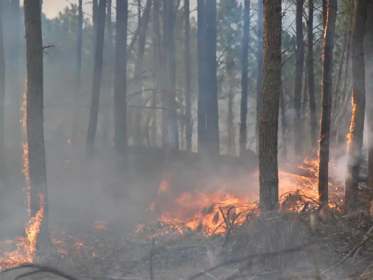 El riesgo de incendios en la provincia será extremo en los próximos días