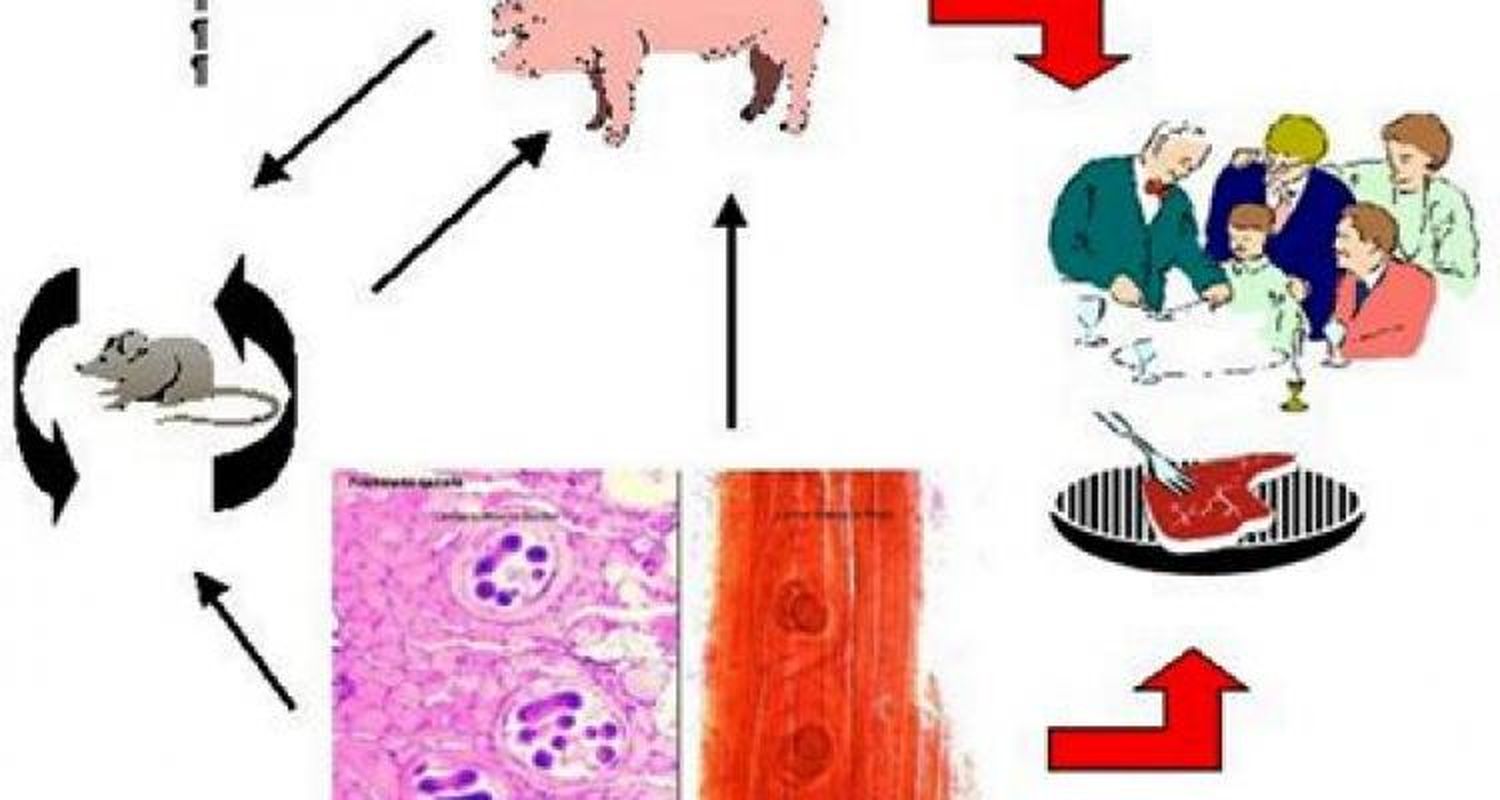 Continúa la campaña para la prevención de triquinosis