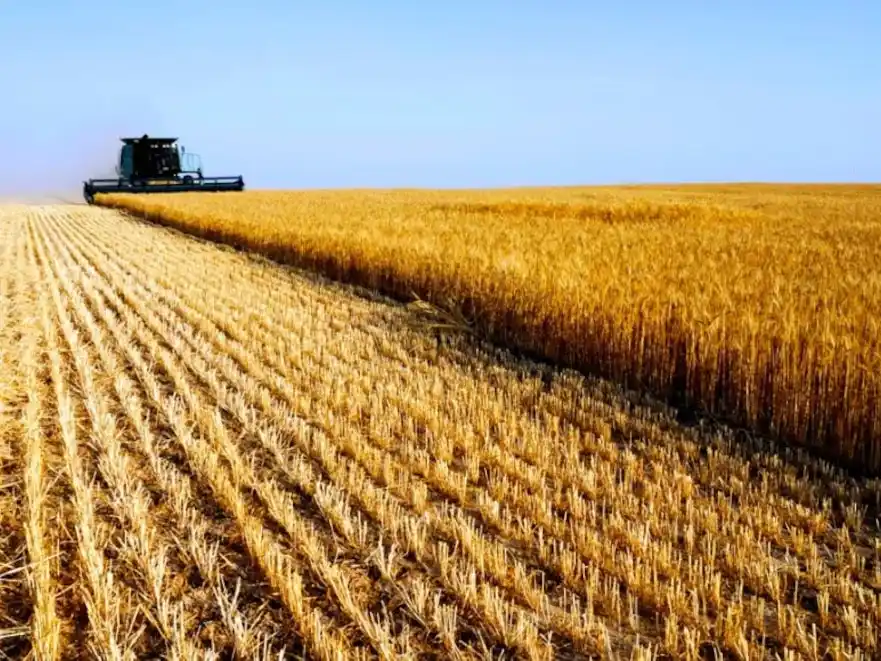 Estabilidad climática beneficia el avance de la cosecha