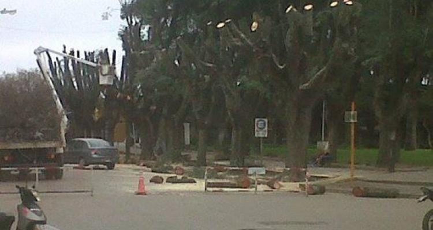 Hopman criticó a Guacone por la poda de los árboles de la plaza Constitución