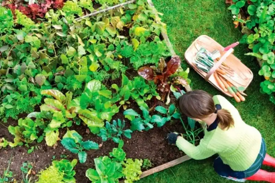 Taller de huerta y compostaje en el barrio Mora