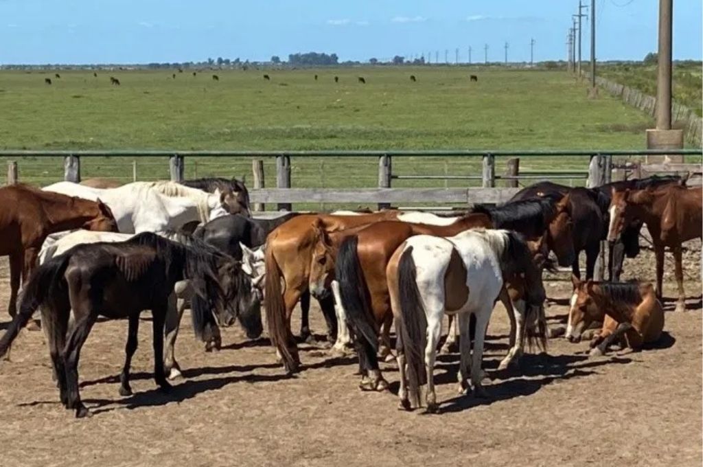 Megaoperativo por comercio ilegal de carne de caballo