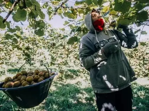 Destacaron que si el kiwi está muy barato en verdulerías es porque fue cosechado antes de tiempo.