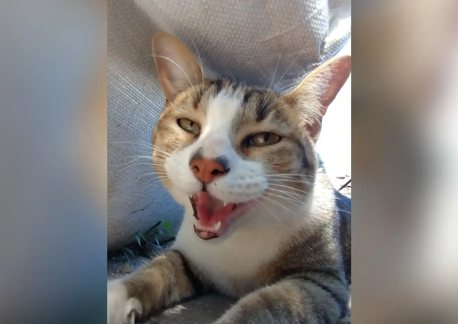 “Nemo, siempre serás mi compañero incondicional”