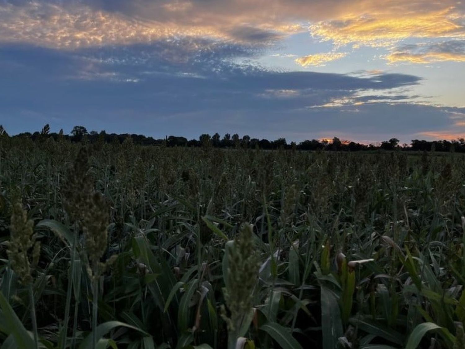 Las lluvias mejoraron el perfil de agua en toda el área agrícola.
