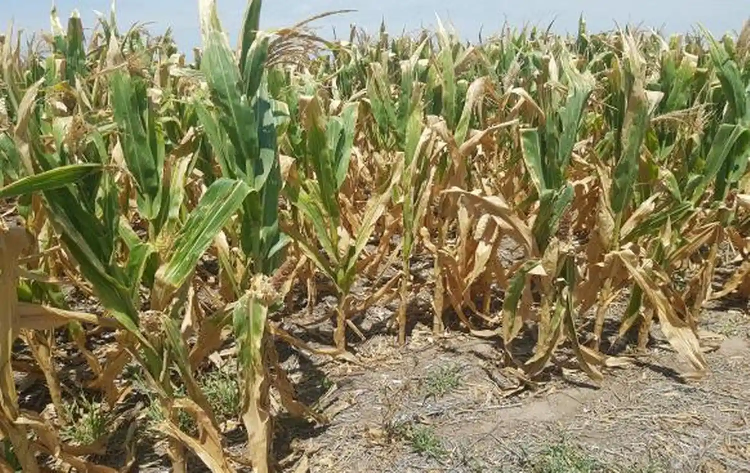 La cosecha de maíz temprano avanzó lentamente, con magros resultados.