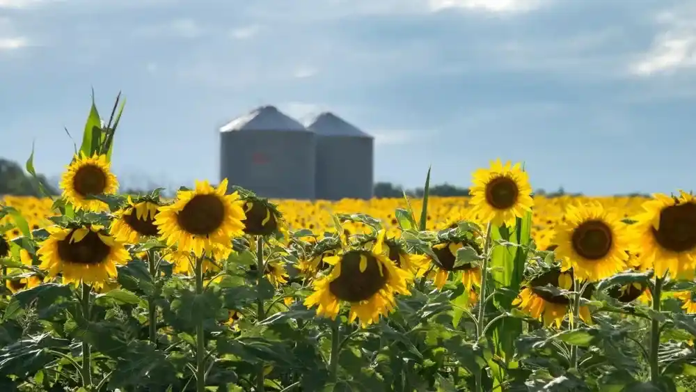 Récord: proyectan 3 millones de hectáreas de girasol para la campaña 2026/27