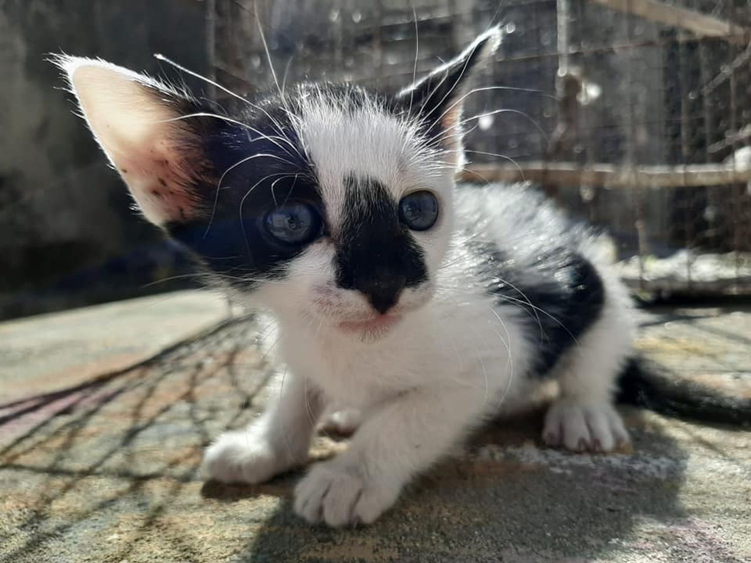 Las siete vidas se terminan antes para los animales de calle