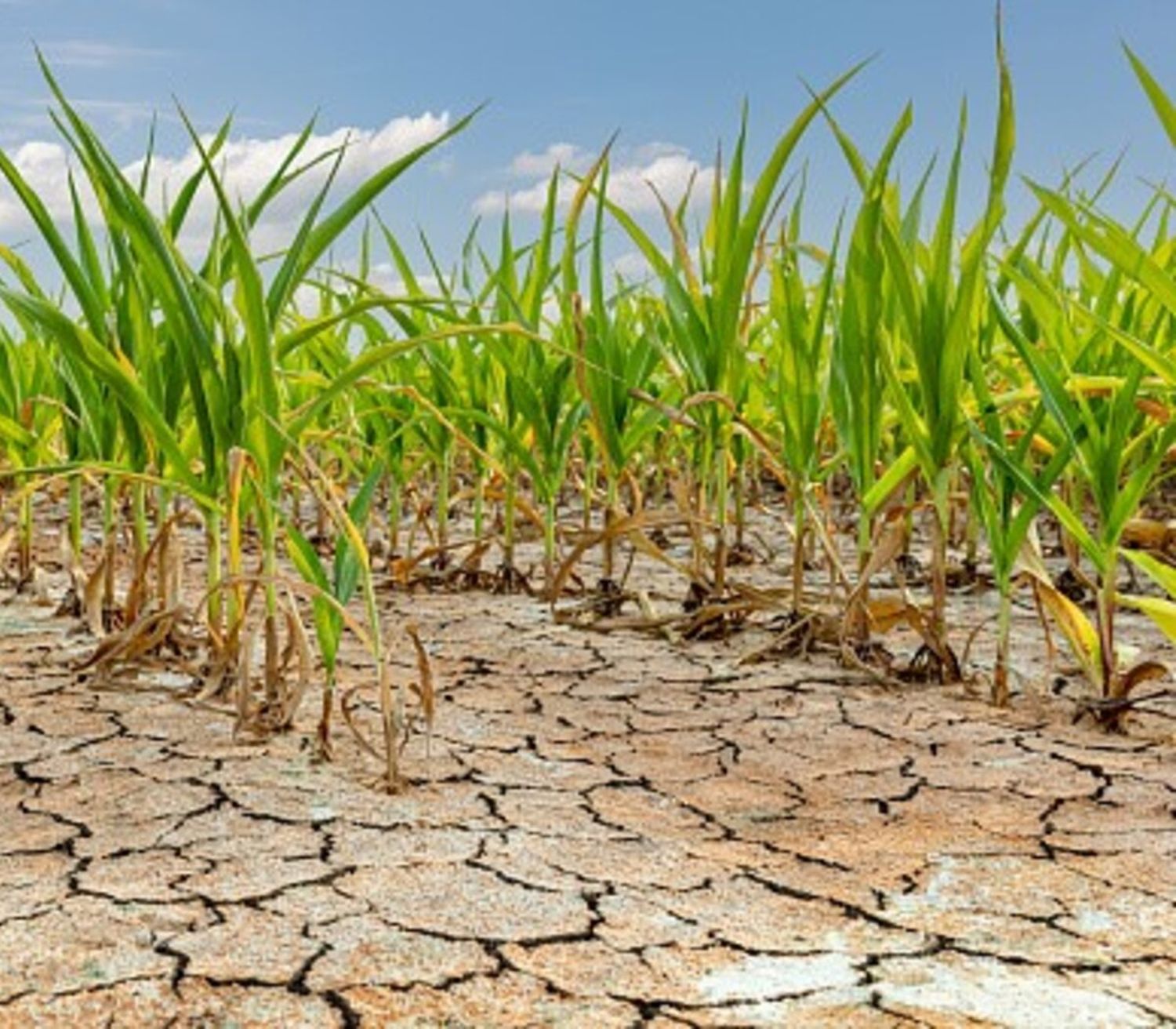 Extienden la emergencia agropecuaria por la sequía en Entre Ríos