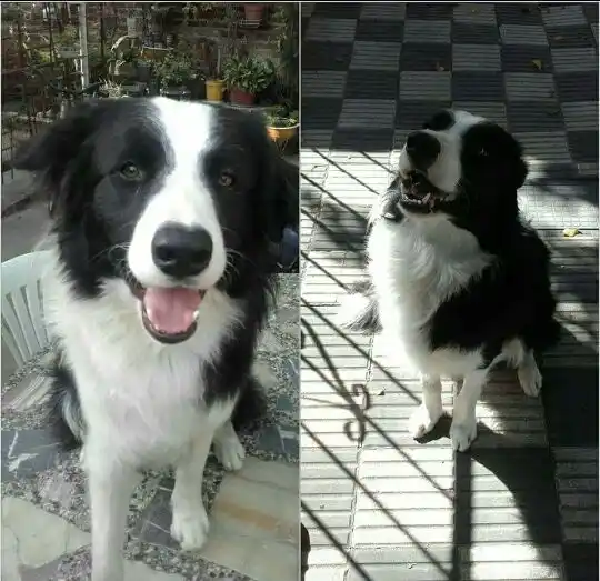 Se perdió Teo, un perro que se entrenab para ser rescatista