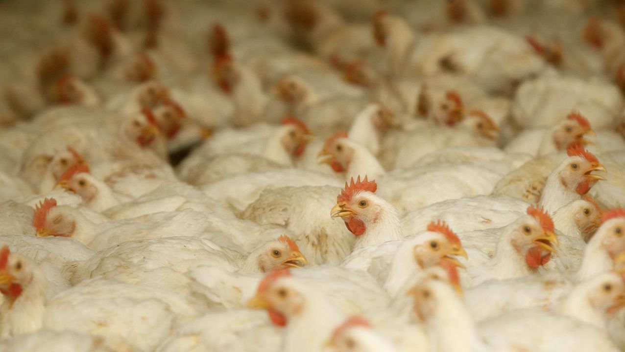 Gripe aviar: sacrificarán 9.000 gallinas en Neuquén
