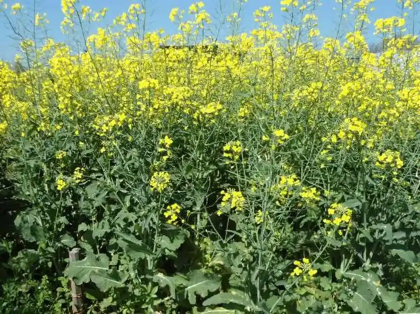 Un 14% menos de brassicáceas en Entre Ríos