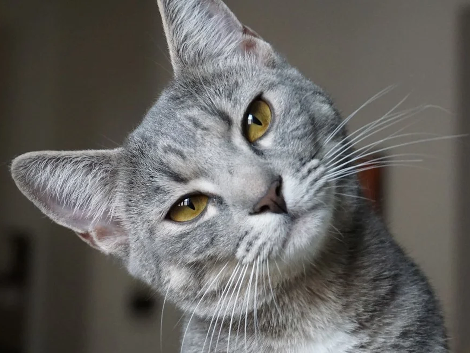 Día Internacional del Gato: por qué se celebra hoy, 8 de agosto