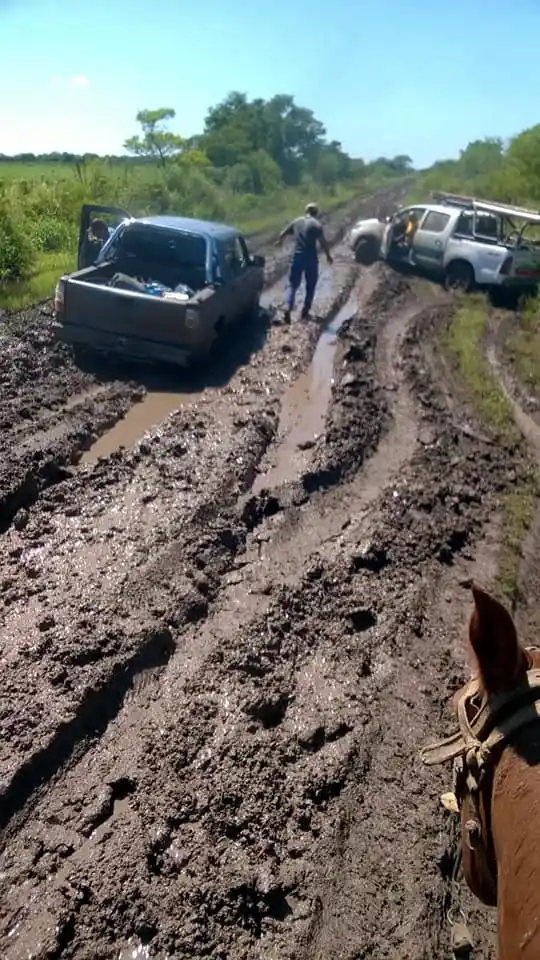 Se calcula que la caída de la producción lechera oscila entre el 20 al 40 %