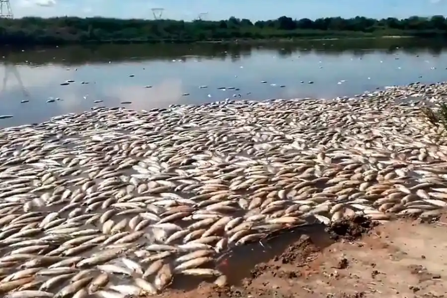 Contaminación: hallaron al menos 30 agroquímicos en el río Salado
