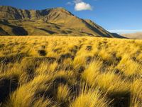 Pastizales y sabanas: la defensa natural del planeta contra la sequía