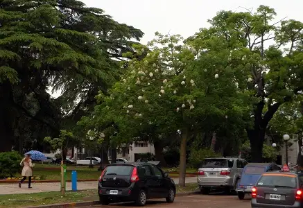 Llueve, llueve y seguirá lloviendo en Gualeguaychú