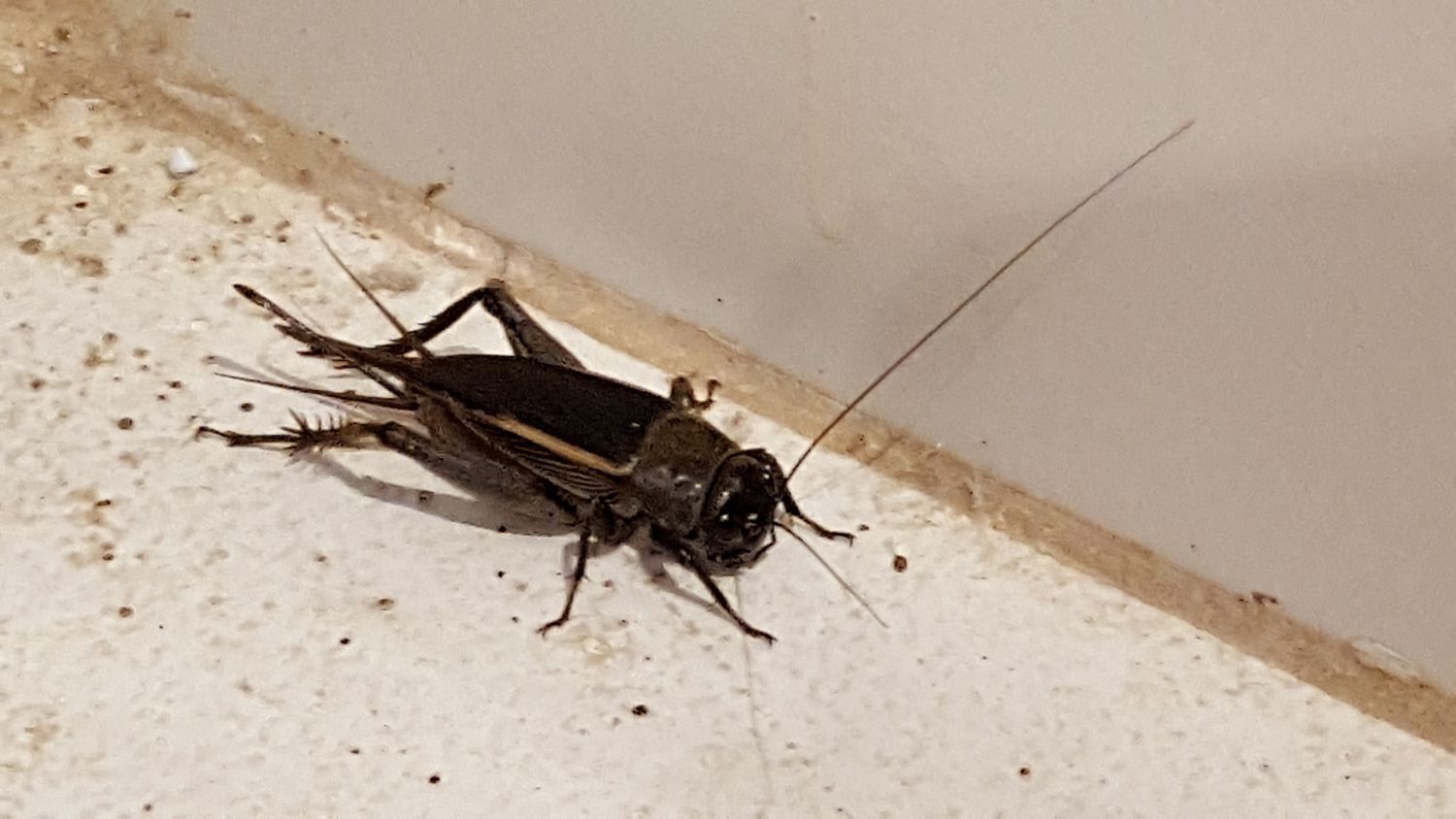 ¿Por qué hay invasión de grillos en la ciudad?