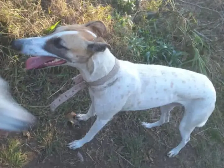 Dueños buscan a perra galga extraviada en La Laguna al 1500