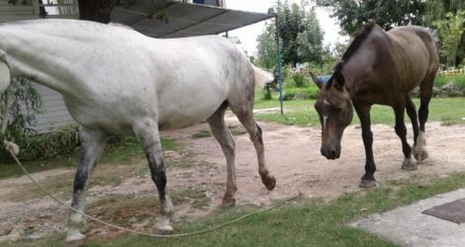 Caballos sueltos en Las Canaletas